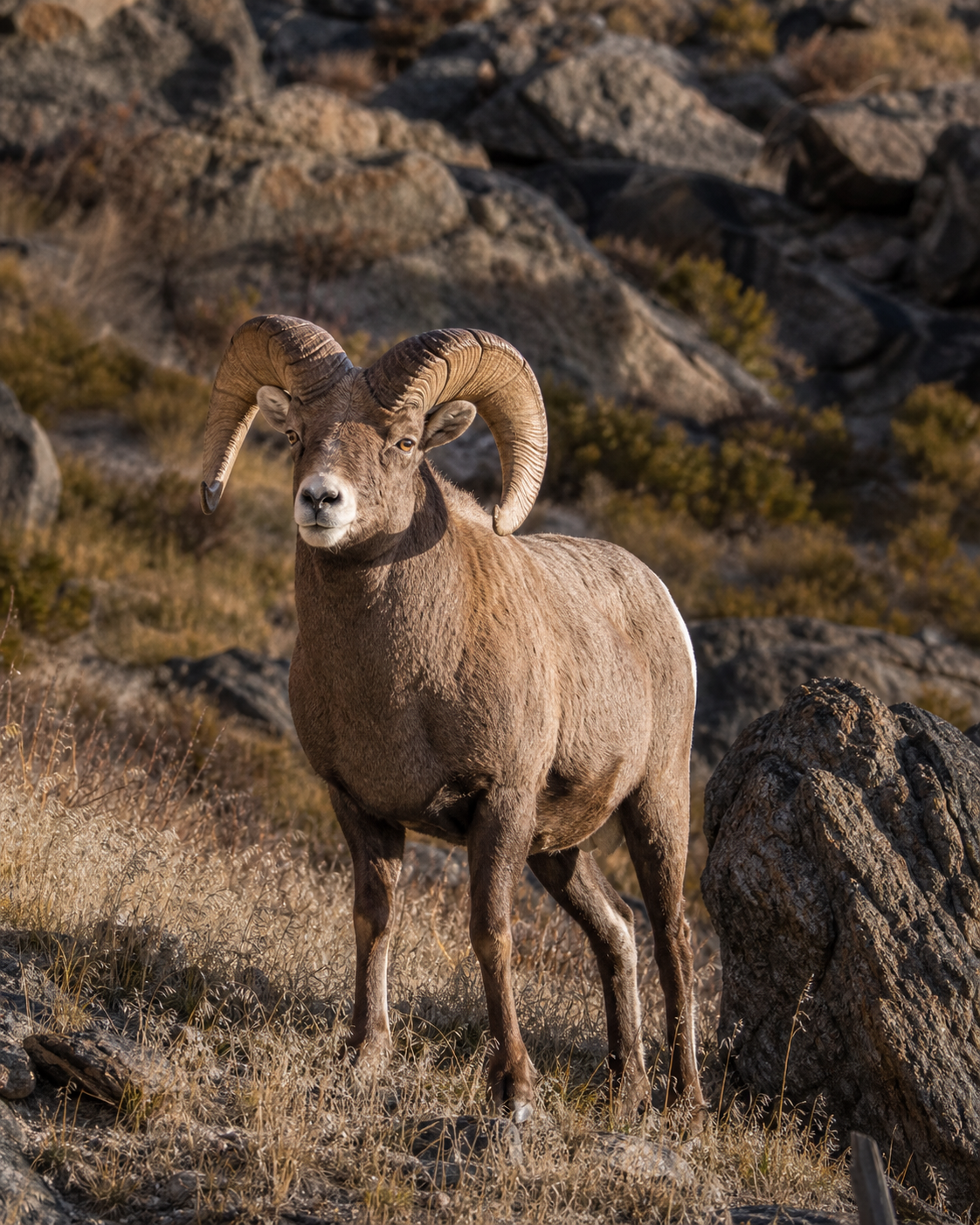 Bighorn sheep ram on a rocky slope